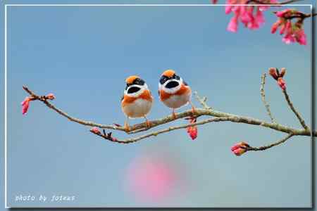 阿里山上的紅頭山雀