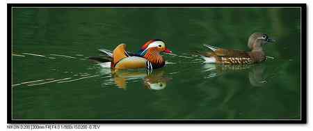 鸳鸯湖  恩爱夫妻版