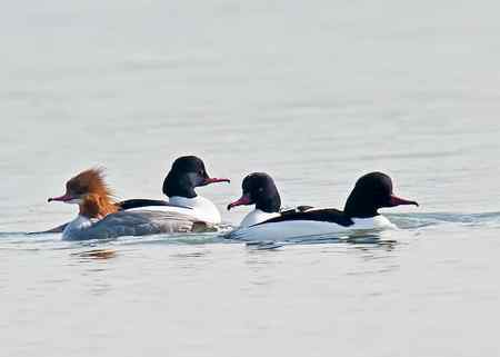 昆明湖中的秋沙鸭