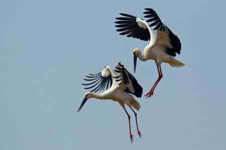东方白鹳求偶的精彩瞬间