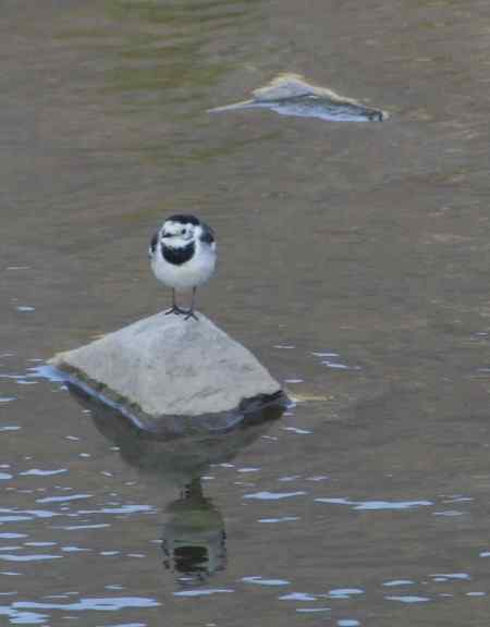 请教两种鸟名：三道眉草鹀？