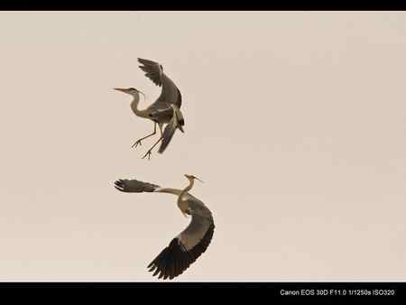 兴凯湖畔 苍鹭闹春