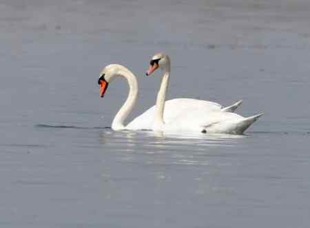 天鹅情侣精彩组图