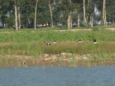天津鸟人：救助黑翅红脚鹬