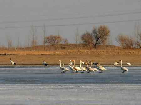 天鹅与丹顶鹤相聚在科尔沁草原