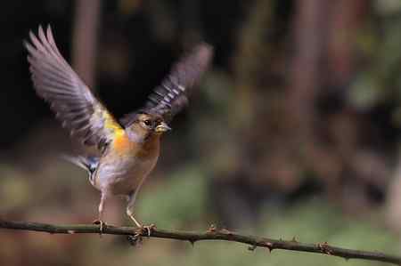 自留地里的菜鸟！