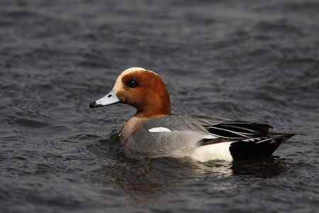 逮着近的赤颈鸭