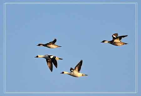 白秋沙鸭(斑头秋沙鸭)