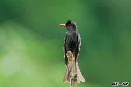 红嘴黒鹎 台湾菜鸟