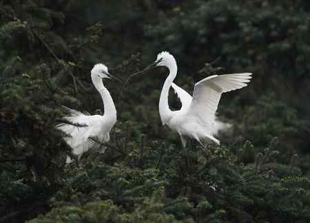 我爱象山大白鹭！