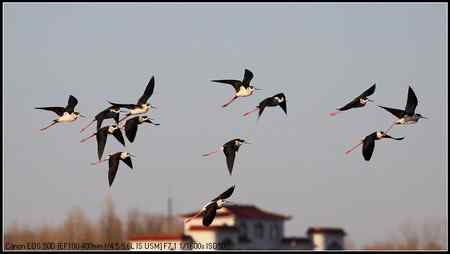 黑翅长脚鹬 向海自然保护区