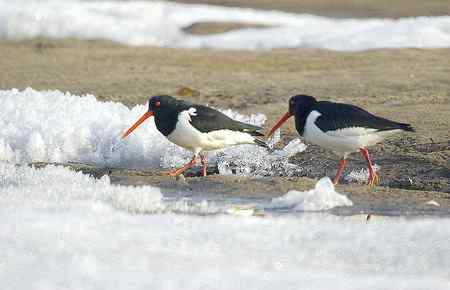 砺鹬 熬过漫长的冬季 砺鹬 熬过漫长的冬季