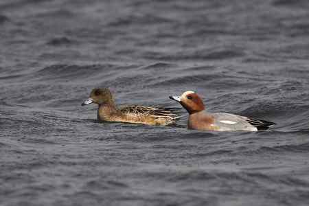 逮着近的赤颈鸭