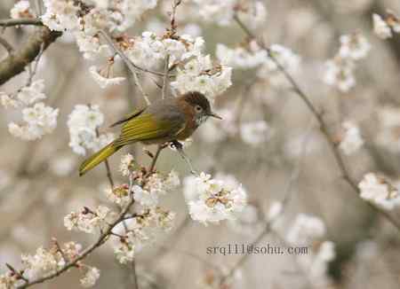 绿翅短脚鹎 希望大家喜欢