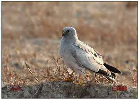 京城猛禽【组图】 京城猛禽【组图】