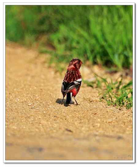 两种相似的林鸟——长尾雀