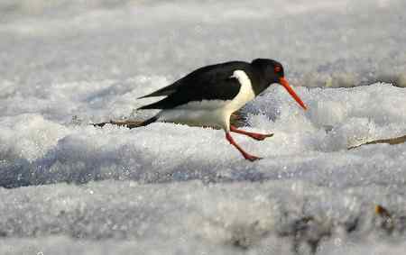 砺鹬 熬过漫长的冬季 砺鹬 熬过漫长的冬季