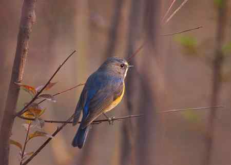 花开北红来（附红肋）