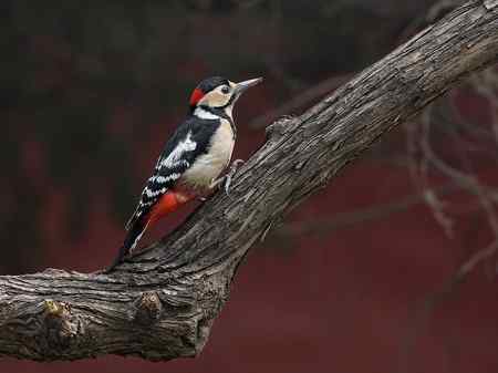 大斑啄木鸟+红嘴蓝鹊