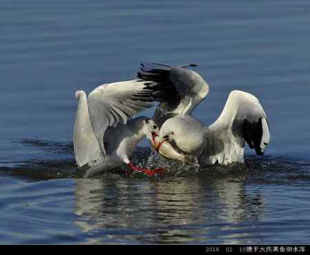 天福野鸟摄影  回放