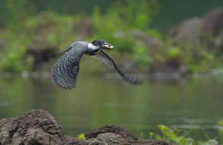 崖沙燕和冠鱼狗