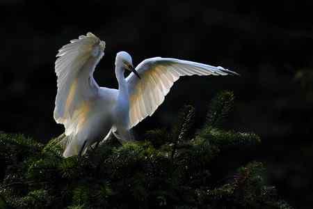 10首拍象山白鹭一组