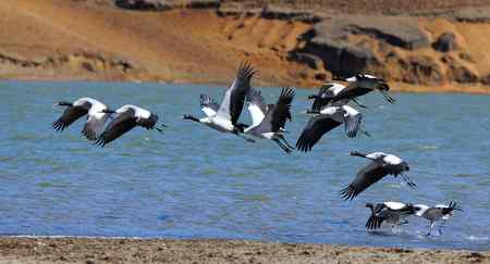 云贵寻鹤行   云南昭通大山包篇
