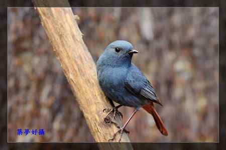 鉛色水鶇 (紅尾水鴝)