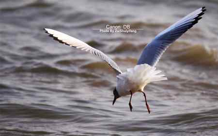 北戴河的海鷗越來越多……