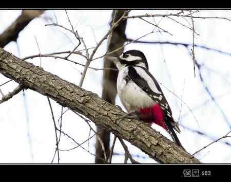 这种“啄木鸟”学名叫什么  请指教