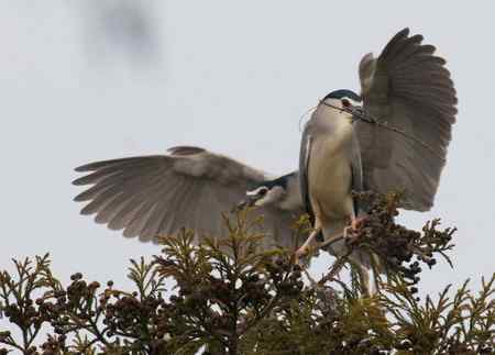 夜鹭衔枝筑巢
