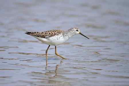 首次春季拍泽鹬