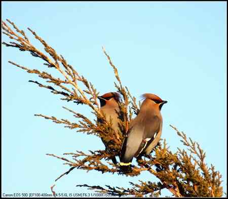 太平鸟 向海自然保护区