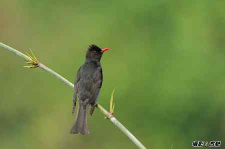 红嘴黒鹎 台湾菜鸟