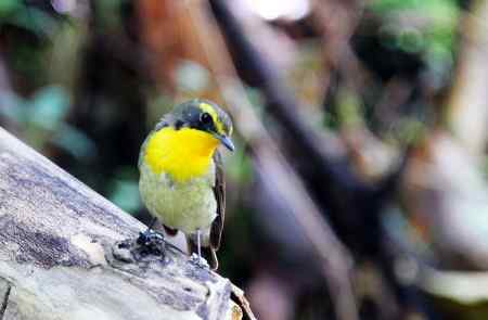 黄眉姬翁鸟儿一组