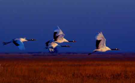 余辉洒浴伴鹤翔