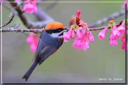 阿里山上的紅頭山雀 阿里山上的紅頭山雀