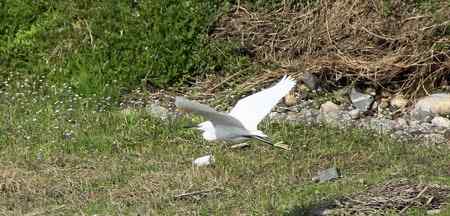 朱鹮白鹭一家亲