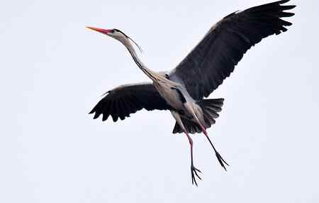 似大鹏展翅(苍鹭)