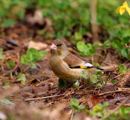 金翅雀鸟儿专辑