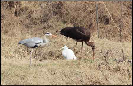 陕西观鸟会铜川观鸟,拍鸟印象 陕西观鸟会铜川观鸟,拍鸟印象