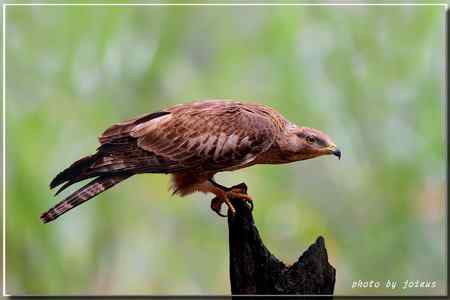 2010雨中的蜂鷹【美图】