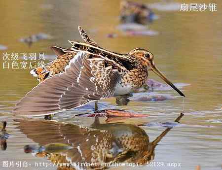 扇尾沙锥和针尾沙锥主要区别
