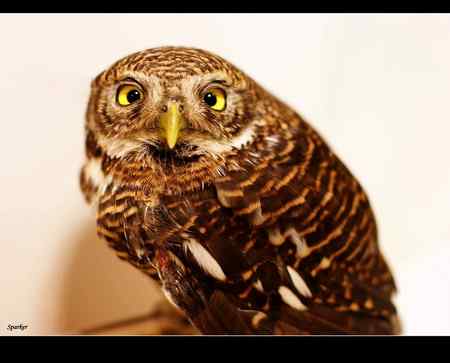 上海市民救助受伤的小鸺(斑头鸺鹠)