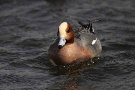逮着近的赤颈鸭