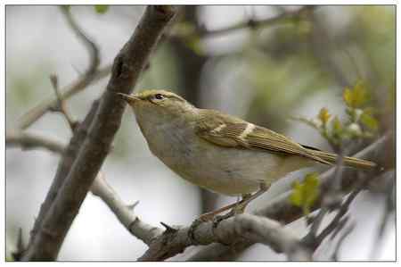 梨花盛开的季节