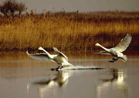 河口飞燕滩油田的天鹅