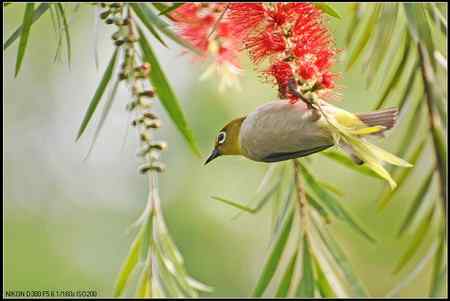 绿羽映红枝——绣眼俏立枝头