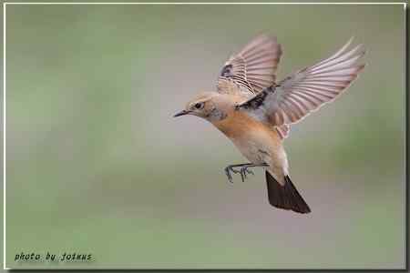 漠即鳥 台湾迷鸟 漠即鳥 台湾迷鸟