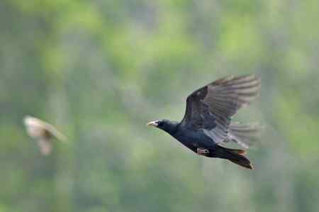 近日金门拍鸟作品